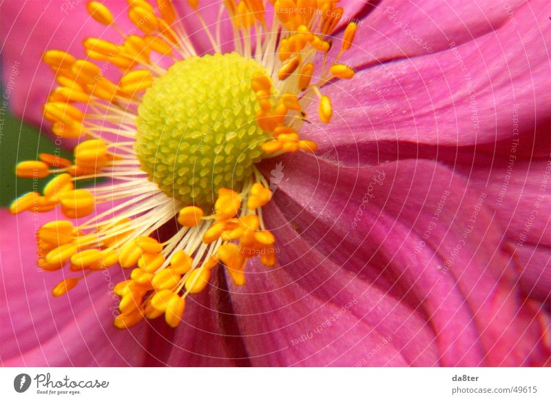 Pinke Blüte Blume rosa gelb Blatt Pflanze Pollen Natur