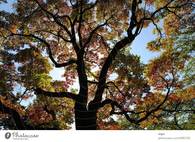 Kanadischer Herbst I Natur Baum Park Wald ruhig Ferien & Urlaub & Reisen Kanada Toronto Ontario Ast Indian Summer Maple Ahornbaum leuchten Umwelt Pflanze