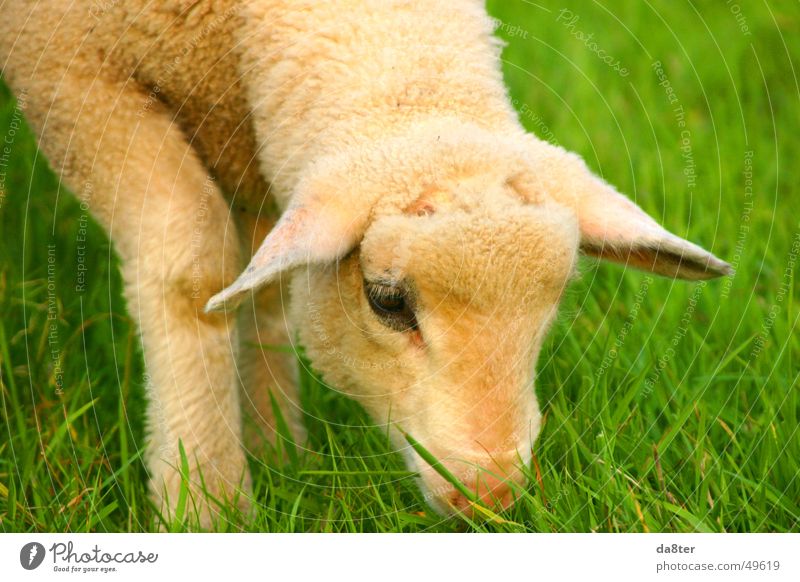 Lamm auf der Wiese grün braun weiß Fressen Gras Halm Fell Wolle Tier Auge Ohr