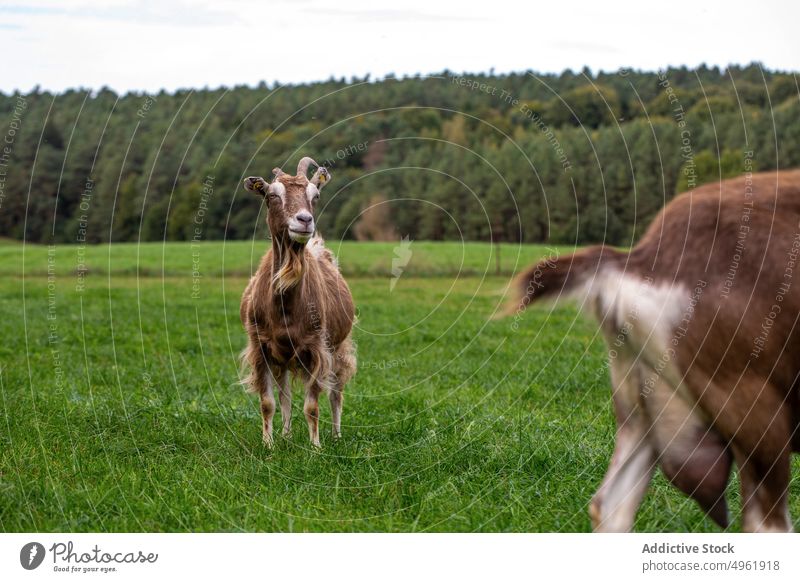 Thüringer Ziege weidet in der Nähe der Herde weiden Weide Gras Kauen Landschaft heimisch Tier Sommer Feld Pflanzenfresser Fauna Rind Ackerbau Viehbestand Wiese