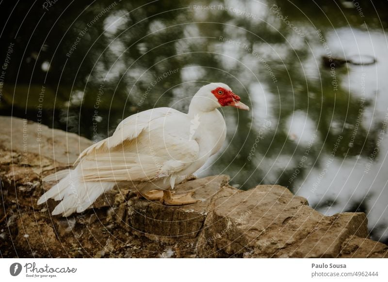 Entenporträt im Park Entenvögel Vogel Natur Tier Farbfoto Teich niedlich Menschenleer Wildtier Bauernhof Entenküken Außenaufnahme