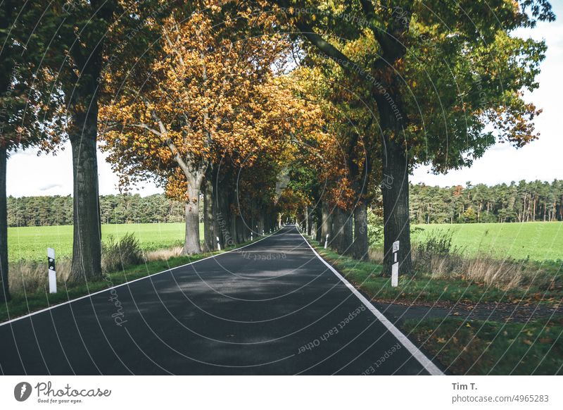 eine Herbstliche Allee in Brandenburg Baum Außenaufnahme Straße Natur Menschenleer Landschaft Tag Wege & Pfade Landstraße Farbfoto Verkehrswege Umwelt