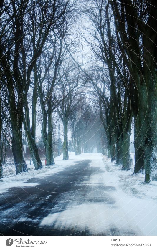 eine Allee im tiefen Winter Schnee Polen Außenaufnahme Natur Landschaft Straße kalt Baum Frost Menschenleer Eis Tag weiß Einsamkeit Farbfoto Umwelt Wald