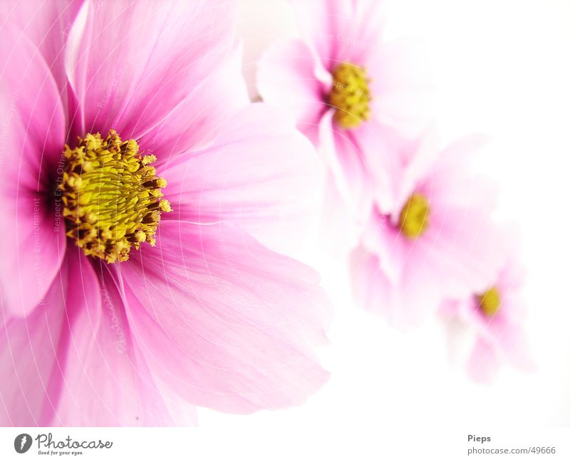 Vier rosa Cosmeablüten auf weißem Hintergrund Hintergrund neutral schön Sommer Natur Pflanze Blume Blüte Blühend Fröhlichkeit 4 Schmuckkörbchen schärfeverlauf