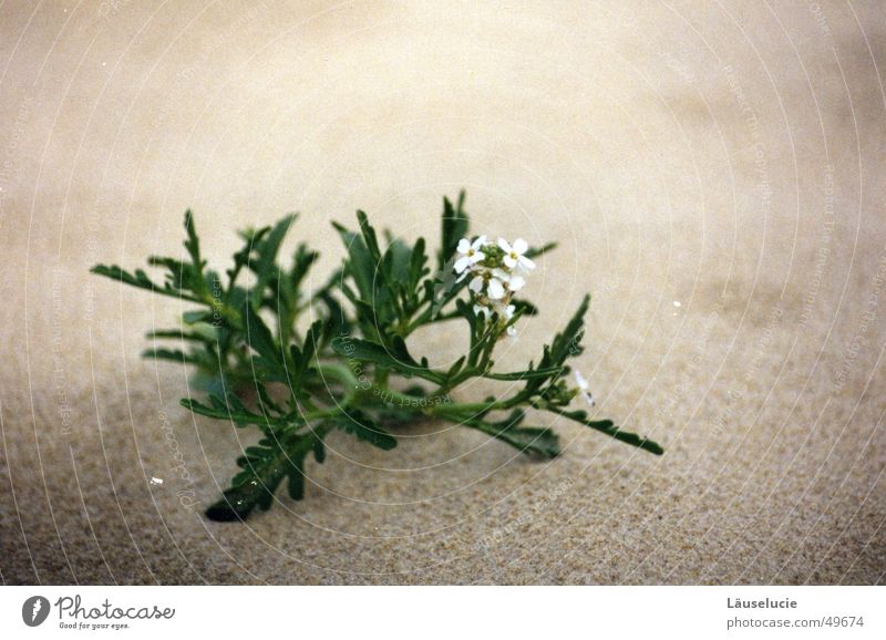 wüste blume Strand Blume Frankreich Atlantik grün Sand trocken Sandkorn grau weiß zart Stranddüne wüstenblume Wüste Wasser Durst