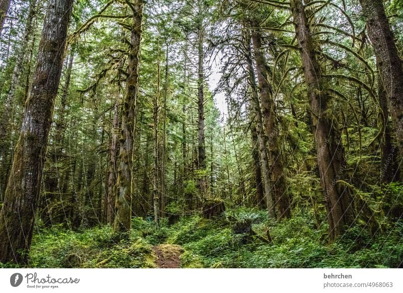 es war einmal in kanada Bäume Abenteuer British Columbia Fernweh Landschaft Wald Kanada Natur Nordamerika