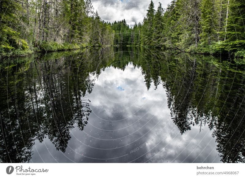 still ruht der see Nordamerika Wasser Pflanze Natur See Kanada Wald Ferne Landschaft Fernweh British Columbia Abenteuer Spiegelung Bäume