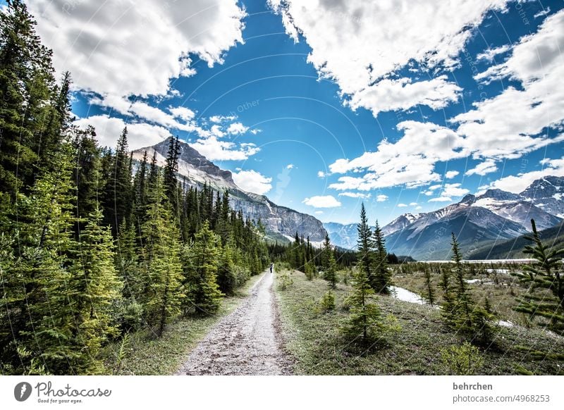 immer wieder kanada Bäume Rocky Mountains Fernweh Wald Ferne Natur Kanada Landschaft Nordamerika