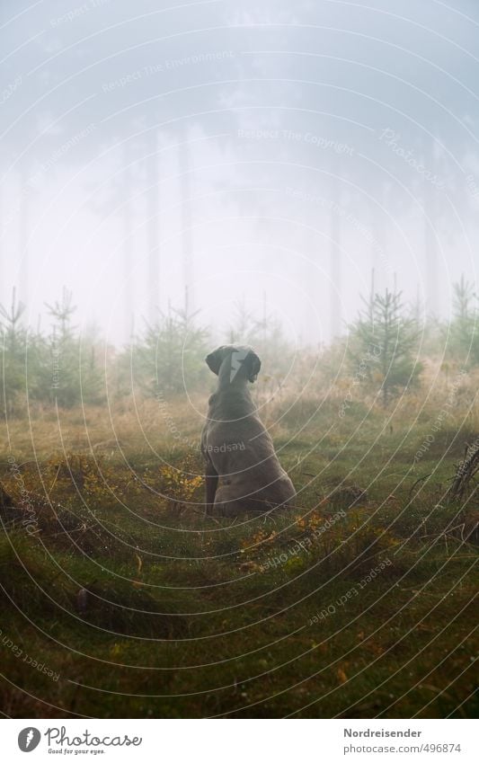 Instinkt III Leben Sinnesorgane ruhig Jagd wandern Landwirtschaft Forstwirtschaft Pflanze Tier Urelemente Nebel Regen Baum Wald Wege & Pfade Hund beobachten