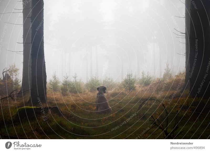 Instinkt II Leben Sinnesorgane ruhig Jagd wandern Landwirtschaft Forstwirtschaft Pflanze Tier Urelemente Nebel Regen Baum Wald Wege & Pfade Hund beobachten