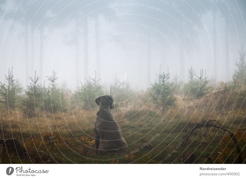 Instinkt Leben Sinnesorgane ruhig Jagd wandern Landwirtschaft Forstwirtschaft Pflanze Tier Urelemente Nebel Regen Baum Wald Wege & Pfade Hund beobachten
