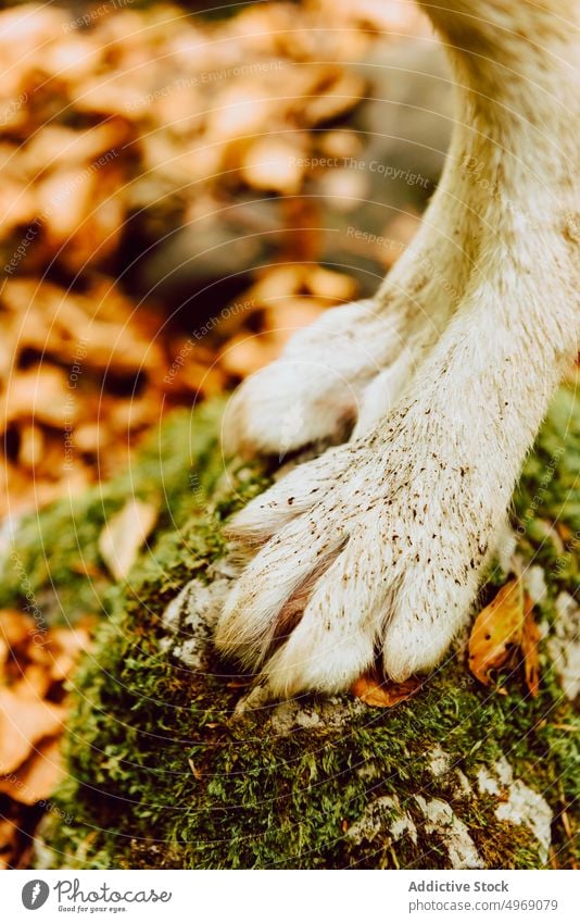 Nahaufnahme eines Hundehufs im Wald allein Säugetier Tier mit Hufen Natur grün niedlich wild braun Tierwelt im Freien Gras Wiese Feld lang Landschaft ländlich