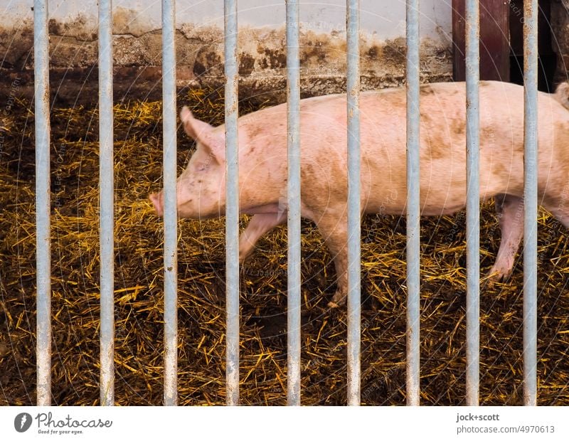 Sauerei, ein Schwein hinter Gittern Tier Pferdestall Nutztier Scheune Bauernhof Schweinerei Saustall Viehzucht Streu Tiereinstreu Landwirtschaft Tierporträt