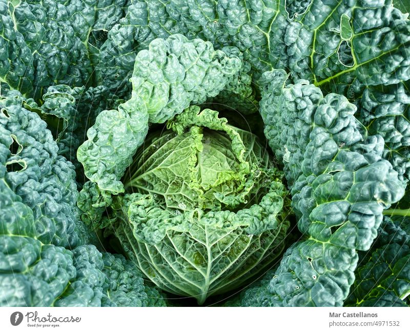 Kohlpflanze im Gemüsegarten. Ansicht von oben. Kohlgewächse Garten grün Draufsicht Lebensmittel Bestandteil natürlich Ernährung Fotografie wachsend Vitamin