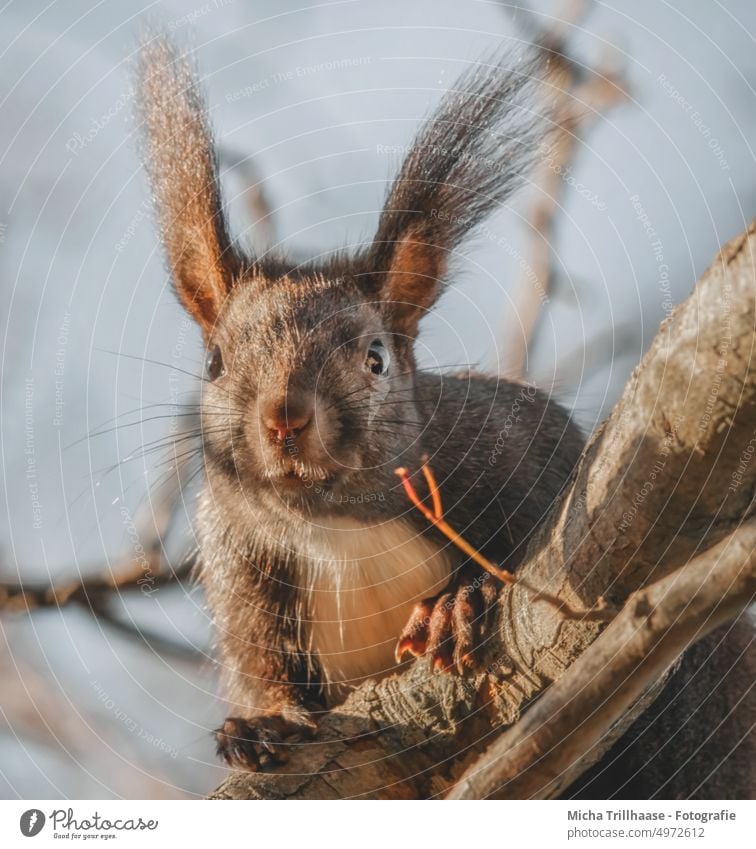 Neugieriges Eichhörnchen im Baum Sciurus vulgaris Tiergesicht Kopf Auge Nase Ohr Maul Krallen Pfote Fell Nagetiere Wildtier Natur beobachten nah Blick