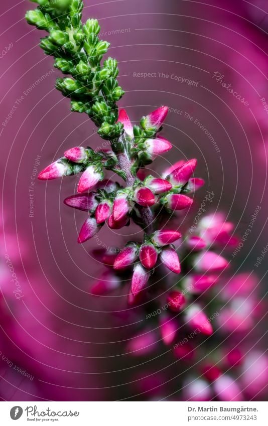 Calluna vulgaris, Besenheide, ein immergrüner Zwergstrauch aus Mitteleuropa Heidekraut Ericaceae Heidekrautgewächse Blüte Blüten Blütenstand Pflanze Zierpflanze