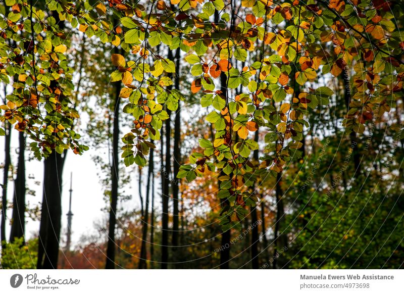 Die bunten Blätter einer Buche werden wunderschön von der Sonne angestrahlt herbst laub wald farbenfroh satte farben herbstfarben blätter buche buchenwald