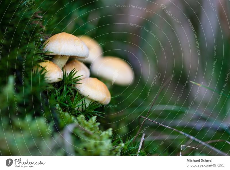 Gruppenpilz Umwelt Sommer Pilz Wald Waldrand ästhetisch Zusammensein Gelassenheit ruhig Zusammenhalt Farbfoto Außenaufnahme Tag