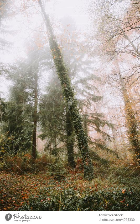 Schöner Wald mit vielen Bäumen, umgeben von Nebel Landschaft Herbst Baum Natur Saison Hintergrund neblig Licht grün im Freien fallen schön geheimnisvoll