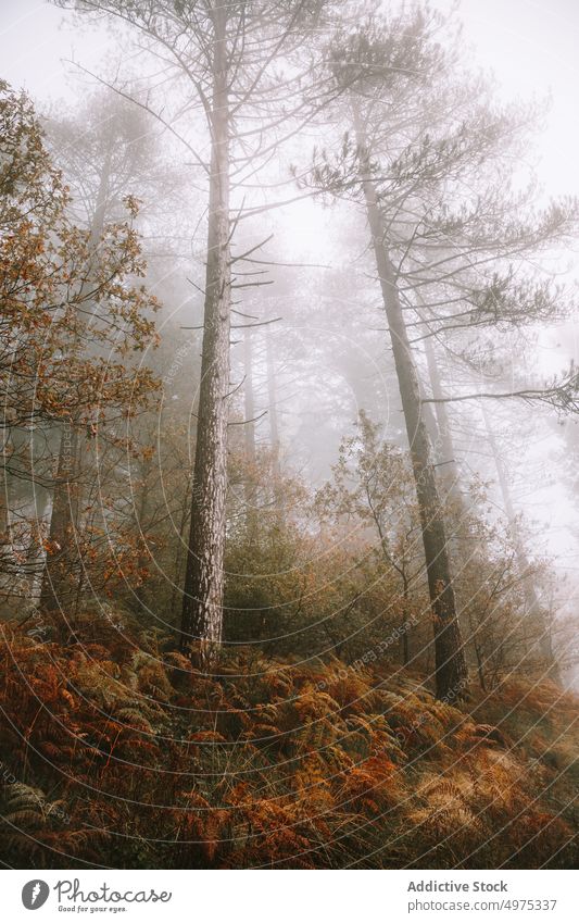 Schöner Wald mit vielen Bäumen, umgeben von Nebel Landschaft Herbst Baum Natur Saison Hintergrund neblig Licht grün im Freien fallen schön geheimnisvoll