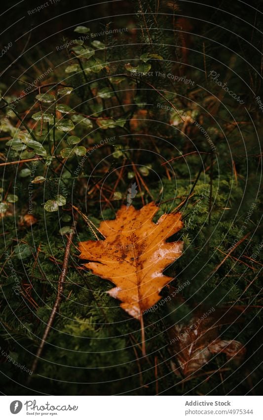 Nasses Orangenblatt im Wald Blatt nass orange Herbst Tropfen Sauberkeit Finnland Natur Umwelt Laubwerk übersichtlich Reinheit Pflanze Flora Wachstum Vegetation