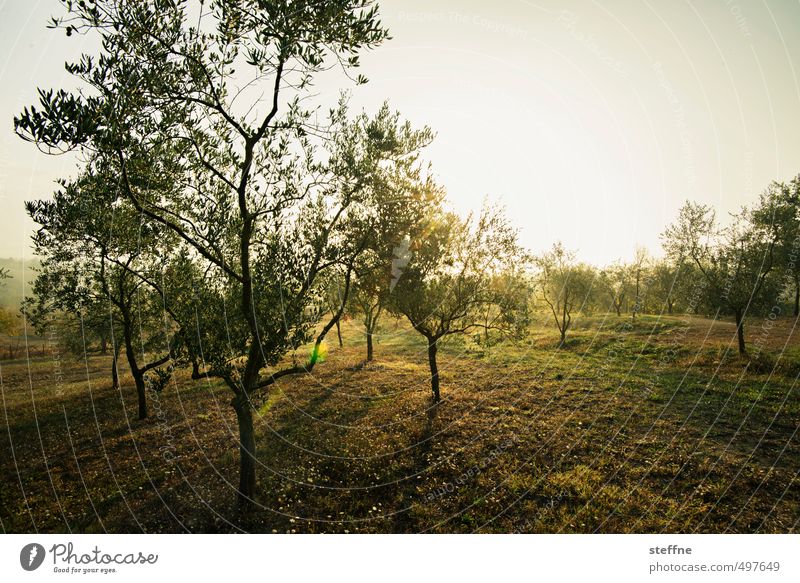 Olivenbaum, Siena, Oktober, morgens Sonnenaufgang Sonnenuntergang Sonnenlicht Sommer Herbst Schönes Wetter Baum schön Toskana Olivenernte Morgendämmerung