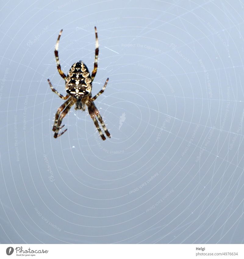 Kreuzspinne im Spinnennetz vor blaugrauem Hintergrund Gartenkreuzspinne Araneus Radnetzspinne Tier Insekt Natur Nahaufnahme Makroaufnahme Außenaufnahme Farbfoto