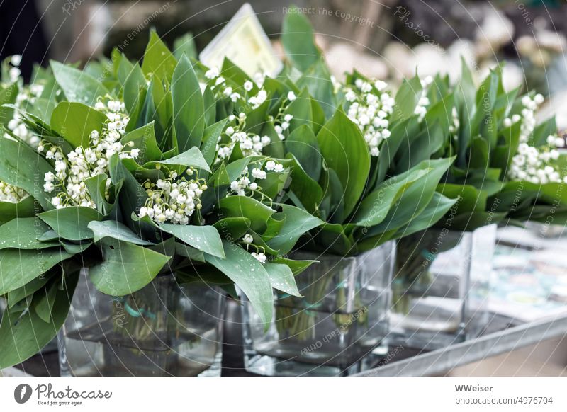 Auf dem Markt werden kleine duftende Sträuße von Maiglöckchen verkauft Blumen Vasen Blumenstand Strauß Frühling grün verkaufen Blumenstrauß