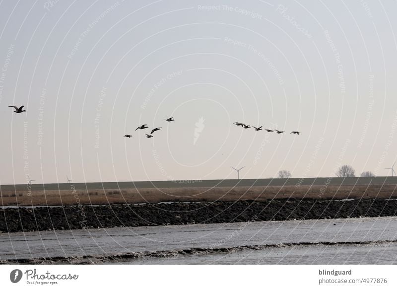 Nordseeküste kühl möven nordsee diesig hebst wasser ebbe flut deich deichkind Meer Küste Wattenmeer