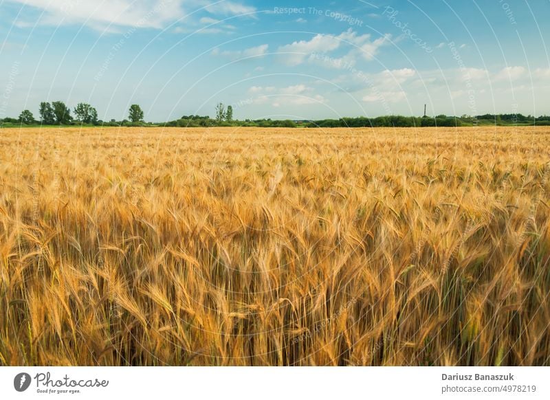 Ein goldenes Gerstenfeld und blauer Himmel Feld Bauernhof gelb Ackerbau Sommer Wachstum Weizen Brot Pflanze Korn Natur Land Samen sonnig Hintergrund Landschaft