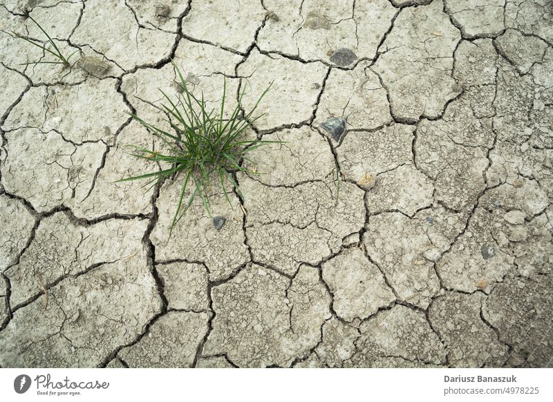 Grasbüschel in trockenem und rissigem Boden Erde Dürre trocknen grün Riss Natur Pflanze Wetter Umwelt Wachstum wüst Textur Hintergrund Sommer Desaster weltweit