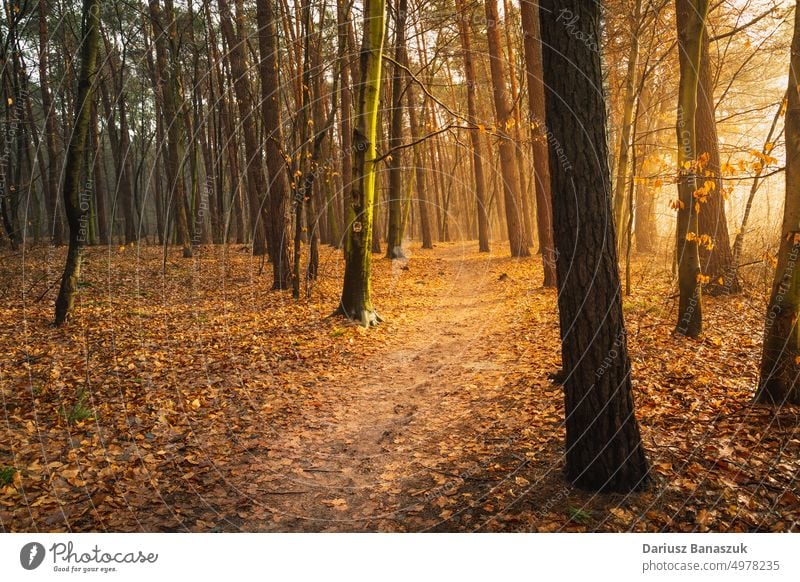 Ein Weg durch den Herbstwald und das Sonnenlicht Wald Baum Blatt Holz Natur fallen Landschaft natürlich Licht hell Saison Laubwerk schön Umwelt Park gelb