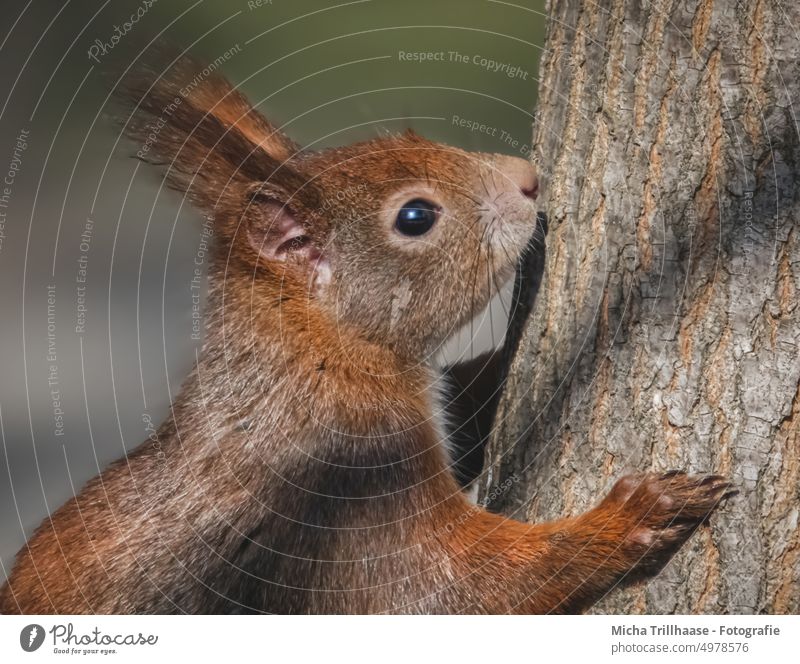 Eichhörnchen im Baum Sciurus vulgaris Tiergesicht Kopf Auge Maul Nase Ohr Fell Pfote Krallen Nagetiere Natur Wildtier beobachten niedlich neugierig Neugier