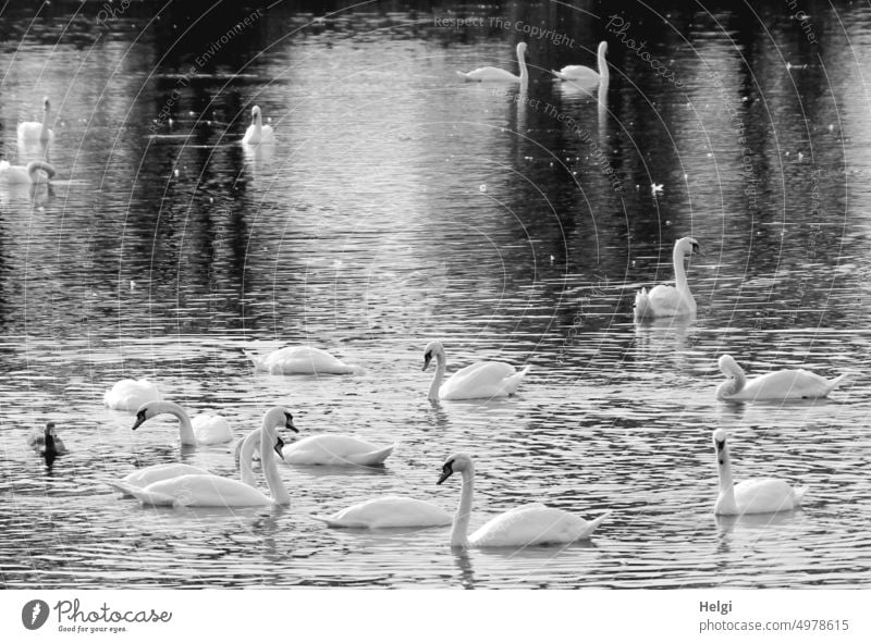 Schwanensee - viele Schwäne und eine Ente schwimmen auf einem See Vogel Gans Wasser Gewässer monochrom Wasseroberfläche Spiegelung Natur Freiheit Herbst