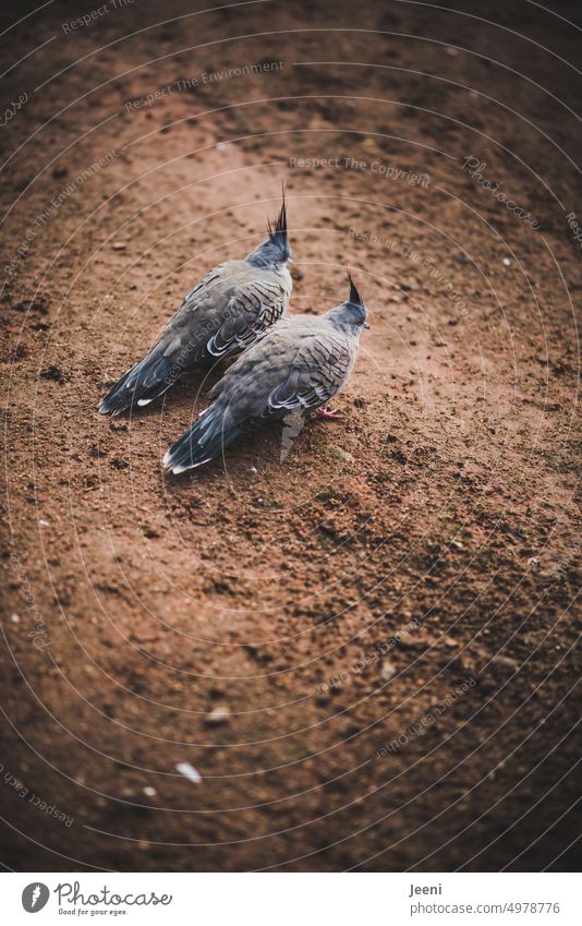 Freundschaft | zwei Vögel eng beieinander Nymphensittich Paar grau gemeinsam Liebe verbunden Familie Partner Partnerschaft Gemeinschaft