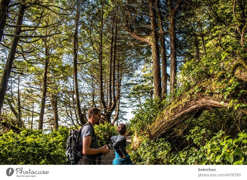 waldgeschichten außergewöhnlich Bäume Wald Natur Landschaft besonders beeindruckend British Columbia Nordamerika Kanada Abenteuer Freiheit Farbfoto fantastisch