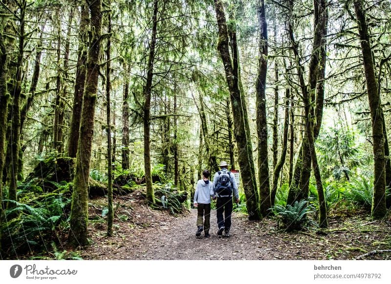 es war einmal in kanada Bäume Abenteuer British Columbia Fernweh Landschaft Wald Kanada Natur Nordamerika Vancouver Island