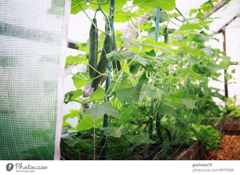 Frische Gurken im Gewächshaus, bereit zur Ernte Garten Gemüse Bioprodukte biologisch Lebensmittel Gesunde Ernährung frisch Farbfoto Vegetarische Ernährung