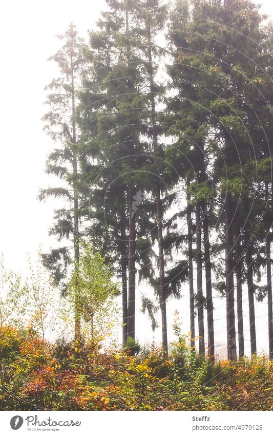Bäume auf einem Hügel nach dem Regen Baumreihe Waldrand Nadelbäume Kiefern Sträucher Waldpflanzen lichtvoll Oktoberlicht Wetter Oktoberwetter Herbstfärbung