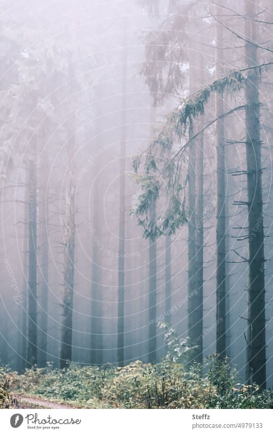Nebel im Wald nach dem Nieselregen nebelig neblig Regen Herbstregen Wetter regnerisch Baumreihe Schauer Nebelschleier Regenstimmung Waldweg Waldbaden
