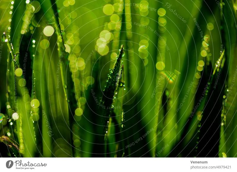 Nasses Gras mit Regentropfen, sehr geringe Schärfentiefe für schöne Blendenkreise im Hintergrund nass Damp Wassertropfen Farbe farbenfroh grün Natur