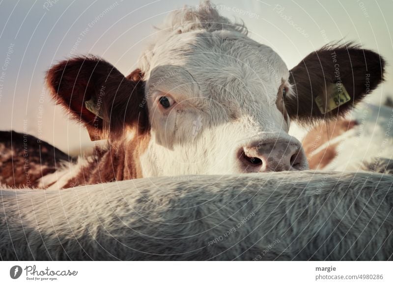 Eine Kuh schaut neugierig in die Kamera Tier Säugetier Bauernhof Rind Weide Fell Neugier Viehbestand ländlich Herde mehrere Rindfleisch Ackerbau Kühe