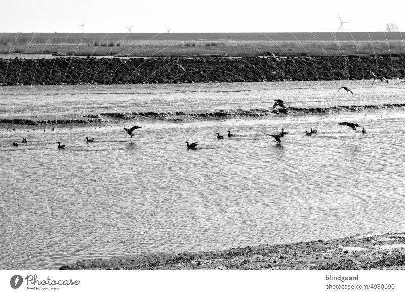 Nordsee (Deutschland) Nordseeküste Urlaub Ausflug Meer Wasser Erholung Fernweh Ferien & Urlaub & Reisen Strand Natur Sand Himmel Landschaft Tourismus Küste