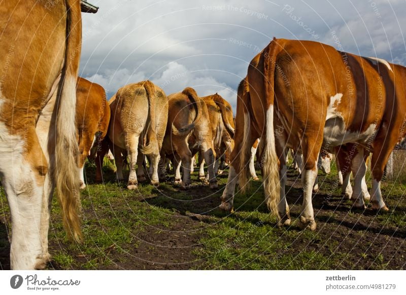 Kühe von hinten bauernhof herde kuh kuhherde kuhstall kuhweide milchwirtschaft nutztier portrait sommer tierportrait tor tür vieh weidefläche artgerecht