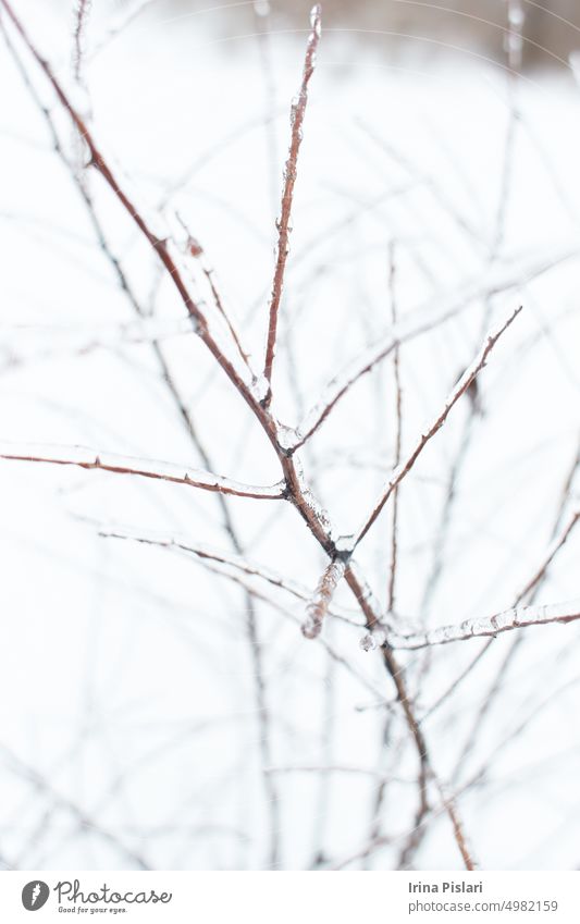 Zweige eines Laubgrases, Sträucher mit Eiskruste nach gefrierendem Regen, Fragment, Hintergrund Beeren Ast braun Buchse Nahaufnahme kalt Farbe Kristalle