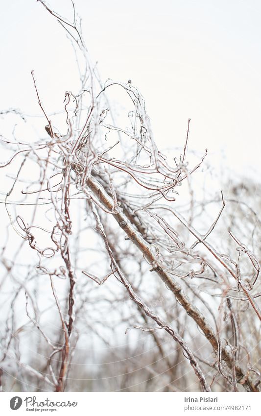 Zweige eines Laubgrases, Sträucher mit Eiskruste nach gefrierendem Regen, Fragment, Hintergrund Beeren Ast braun Buchse Nahaufnahme kalt Farbe Kristalle
