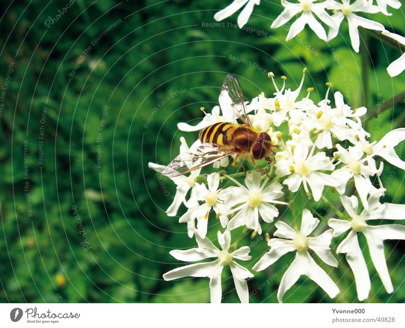 Bienen und Blumen weiß grün gelb schwarz Nahaufnahme Tier Insekt Wespen Blüte Staubfäden Wiese Natur Stachel fliegen Nektar gartten