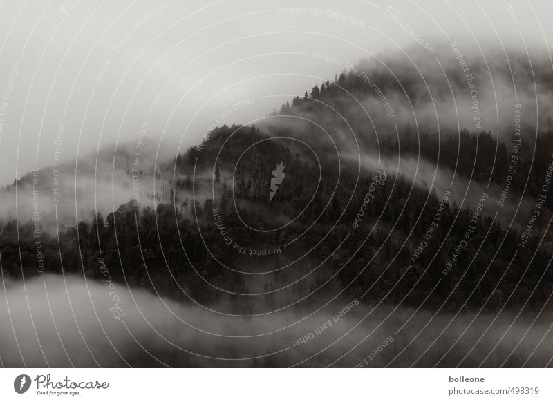 Nebulöös III Umwelt Natur Landschaft Pflanze Himmel Wolken Herbst Wetter Nebel Alpen Berge u. Gebirge dunkel Einsamkeit ruhig Erde Nebelbank Nadelwald