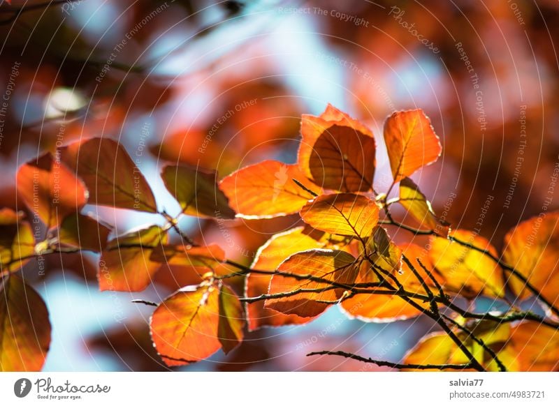 leuchtender Herbst Blätter Herbstfärbung Buchenblätter Zweige u. Äste Blatt Wandel & Veränderung Vergänglichkeit gelb orange herbstlich Natur Jahreszeiten