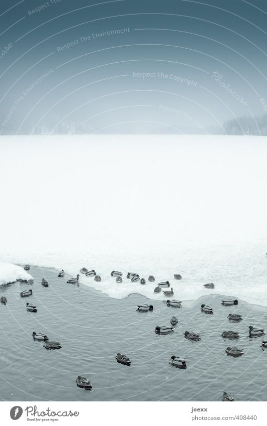 Eisbaden Natur Wasser Himmel Horizont Winter schlechtes Wetter Frost Schnee Seeufer Vogel Entenvögel Tiergruppe Schwimmen & Baden sitzen fest Flüssigkeit kalt